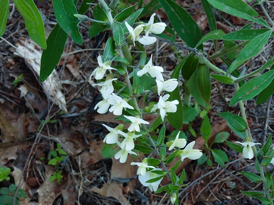 {Baptisia bracteata}
